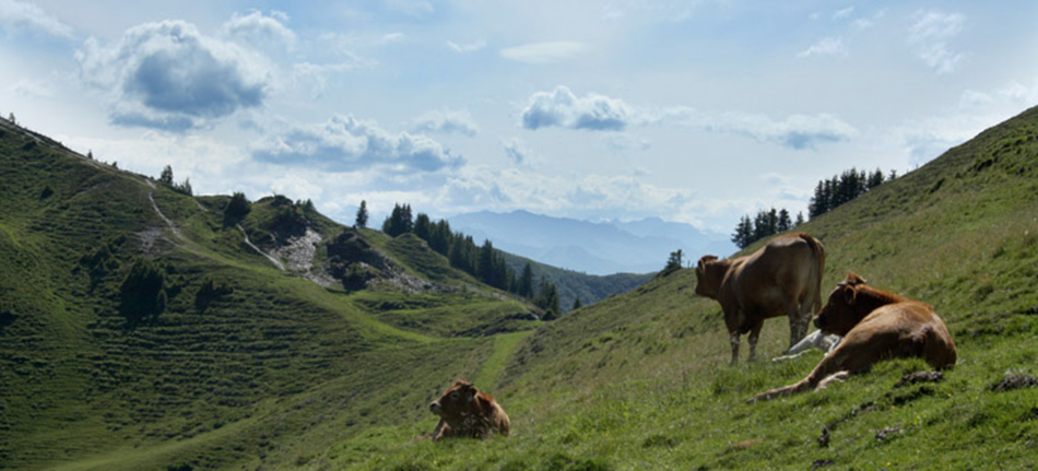 bouvino-philosophie-kuehe